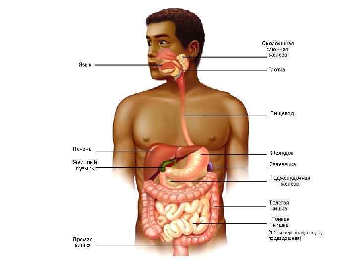 Околоушная слюнная железа Язык Глотка Пищевод Печень Желчный пузырь Желудок Селезенка Поджелудочная железа Толстая