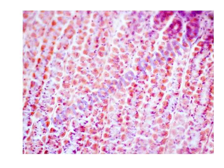 я ги о л о ст и Г У М И Н Р 