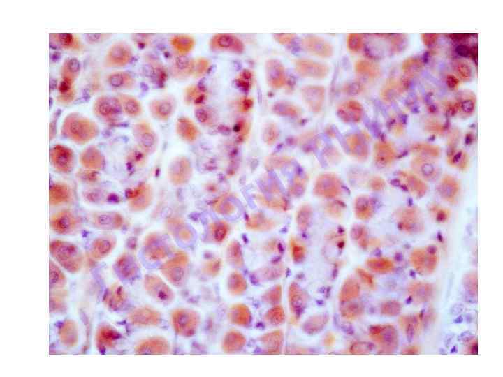 я ги о л о ст и Г У М И Н Р 