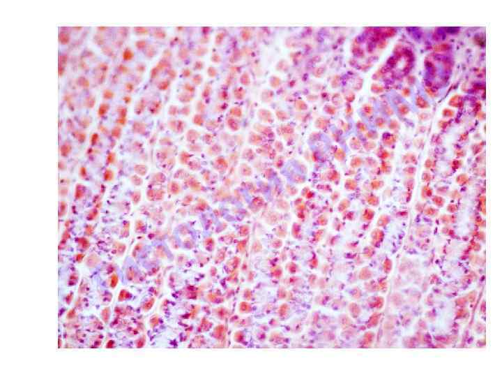 я ги о л о ст и Г У М И Н Р 