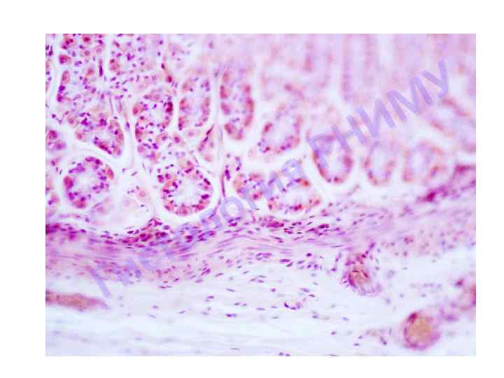 я ги о л о ст и Г У М И Н Р 