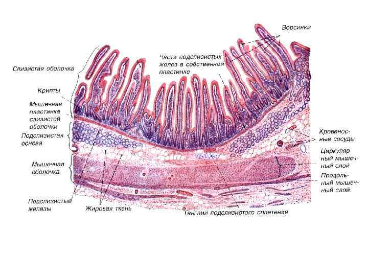 Общий план строения стенки пищеварительной трубки гистология
