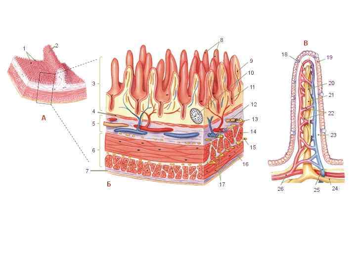 Общий план строения стенки пищеварительной трубки гистология