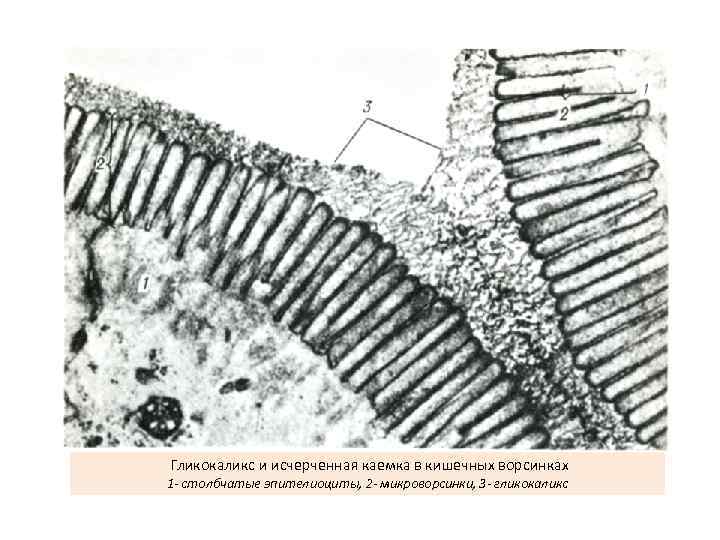 Гликокаликс и исчерченная каемка в кишечных ворсинках 1 - столбчатые эпителиоциты, 2 - микроворсинки,