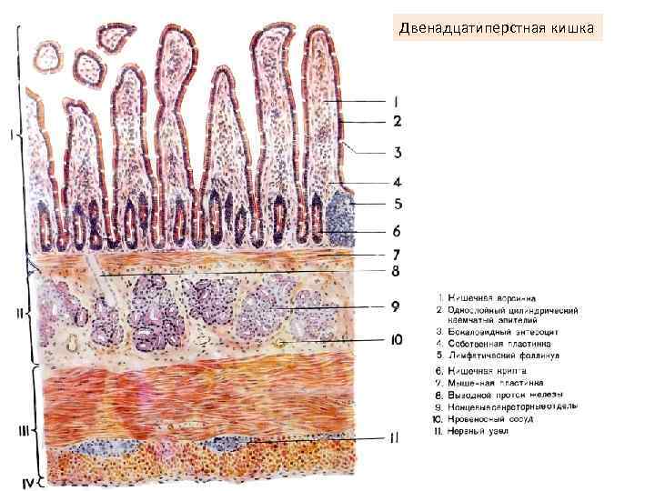 Двенадцатиперстная кишка 