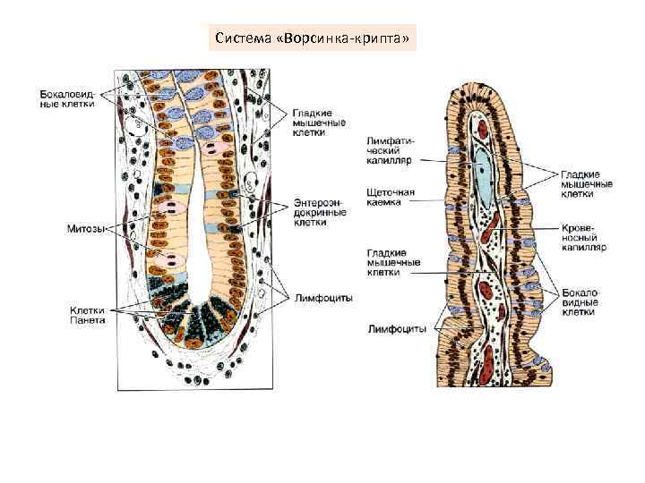 Система «Ворсинка крипта» 