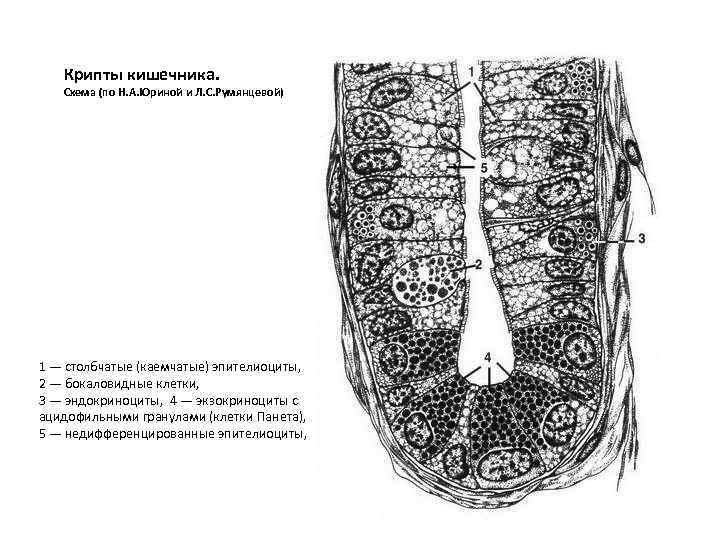 Крипты кишечника. Схема (по Н. А. Юриной и Л. С. Румянцевой) 1 — столбчатые