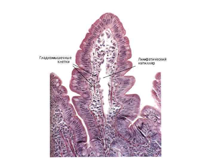 Гладкомышечные клетки Лимфатический капилляр 