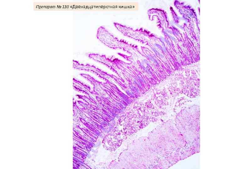 Двенадцатиперстная кишка гистология рисунок с подписями