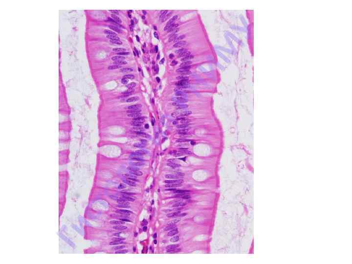 Ги ст ол ог ия РН ИМ У 