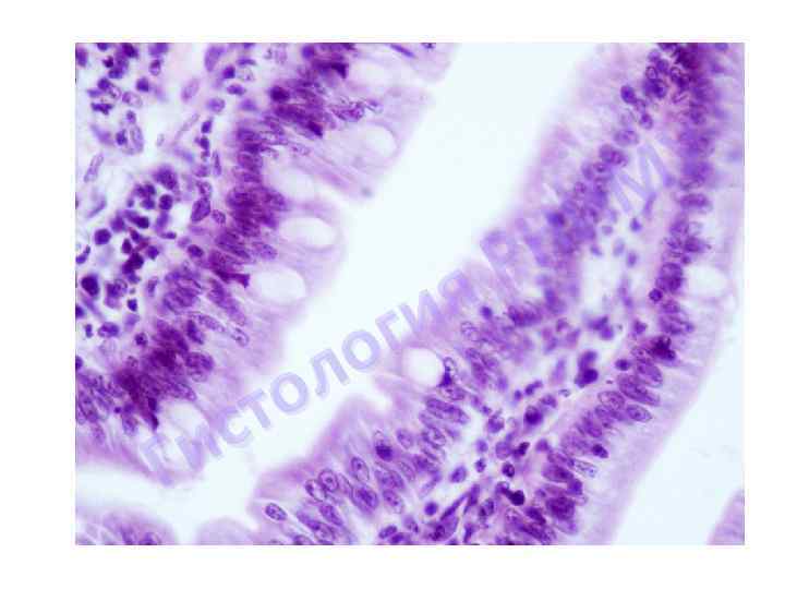 я и г о л о т с и Г У М И Н