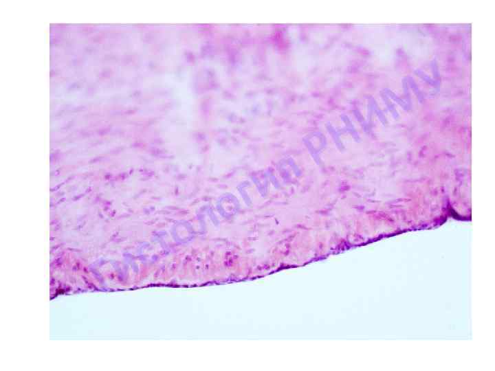 я ги о л о ст и Г У М И Н Р 