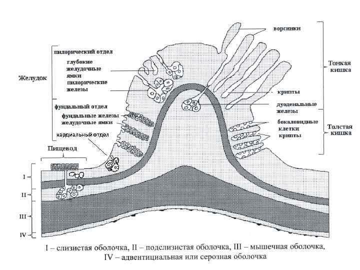 кардиальный отдел 
