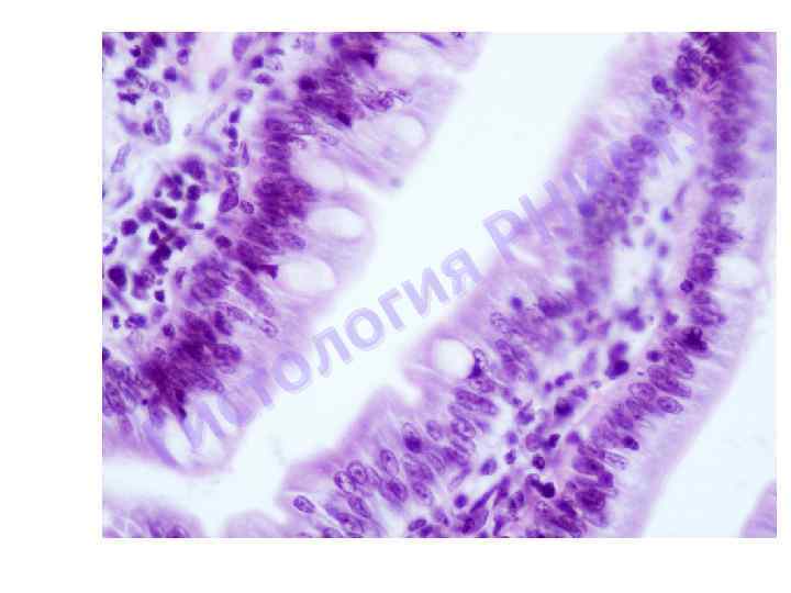 я ги о л о ст и Г У М И Н Р 