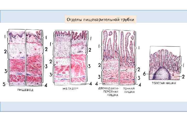 Общий план строения стенки пищеварительной трубки гистология