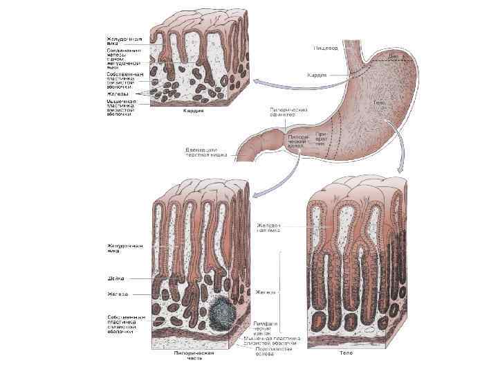 Общий план строения стенки пищеварительной трубки гистология