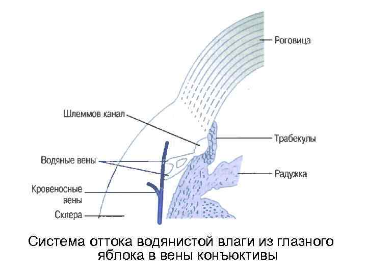 Система оттока водянистой влаги из глазного яблока в вены конъюктивы 