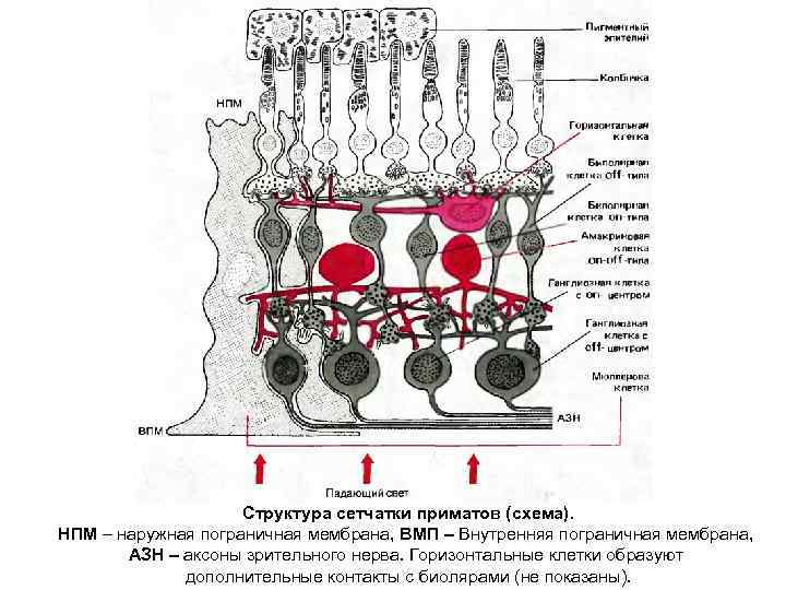 Структура сетчатки приматов (схема). НПМ – наружная пограничная мембрана, ВМП – Внутренняя пограничная мембрана,
