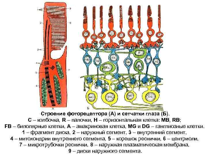 Строение фоторецептора (А) и сетчатки глаза (Б). С – колбочка, R – палочки, Н