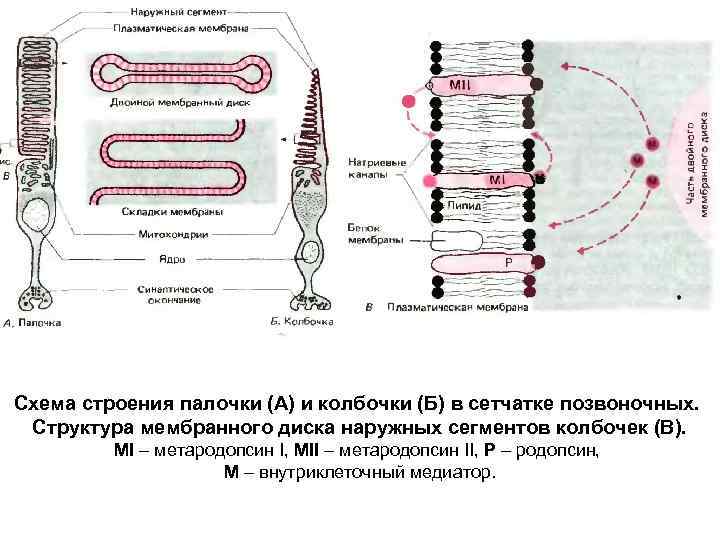 Схема строения палочки (А) и колбочки (Б) в сетчатке позвоночных. Структура мембранного диска наружных