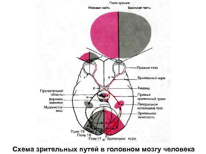 Блок схема зрительной сенсорной системы