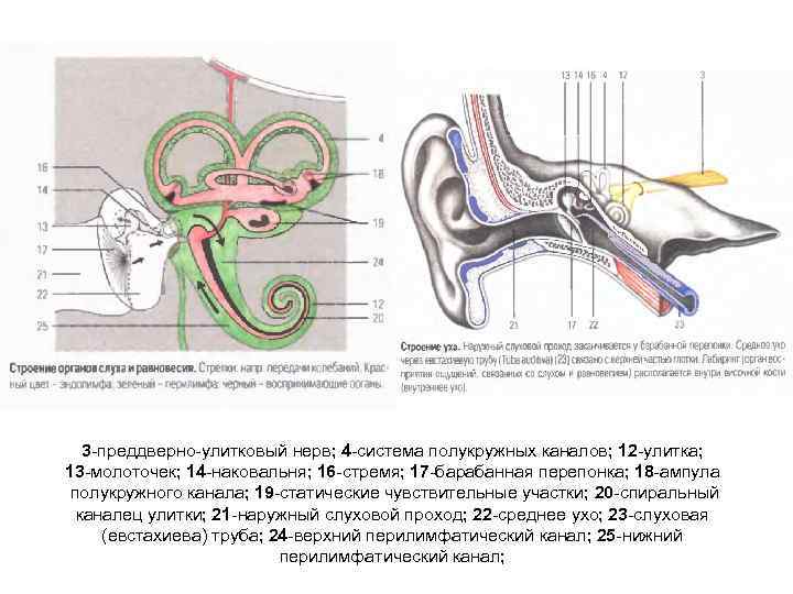 3 -преддверно-улитковый нерв; 4 -система полукружных каналов; 12 -улитка; 13 -молоточек; 14 -наковальня; 16