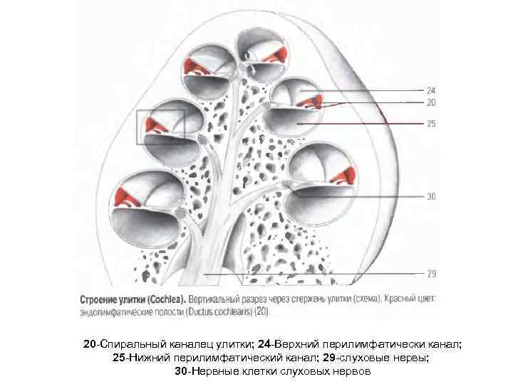 20 -Спиральный каналец улитки; 24 -Верхний перилимфатически канал; 25 -Нижний перилимфатический канал; 29 -слуховые