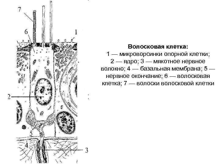 Волосковая клетка: 1 — микроворсинки опорной клетки; 2 — ядро; 3 — мякотное нервное