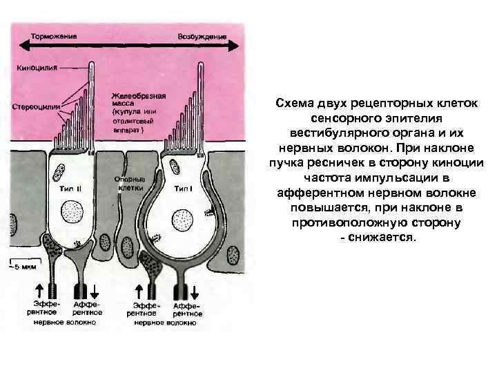 Зрительные рецепторы расположены