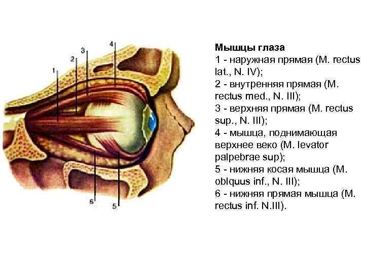 Мышцы глаза 1 - наружная прямая (M. rectus lat. , N. IV); 2 -