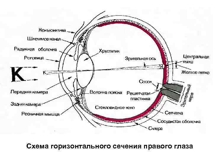 Схема горизонтального сечения правого глаза 