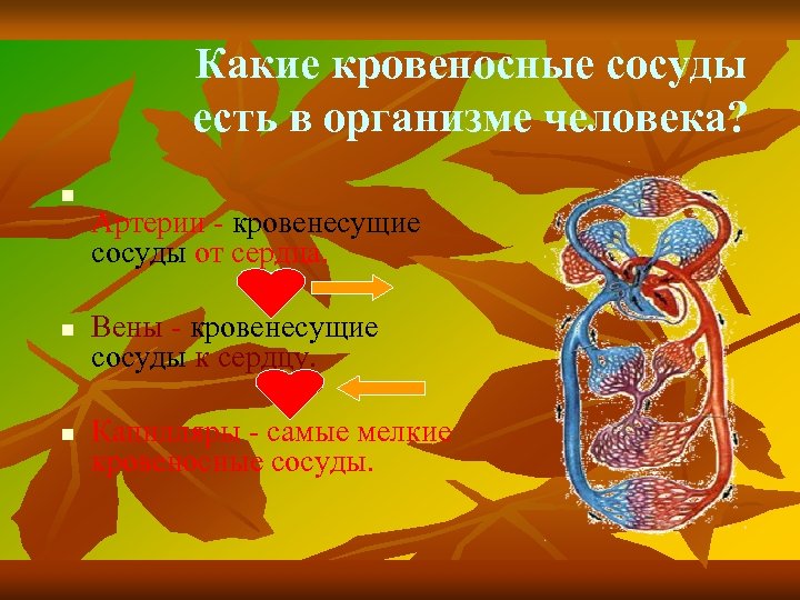 Какие кровеносные сосуды есть в организме человека? n n n Артерии - кровенесущие сосуды