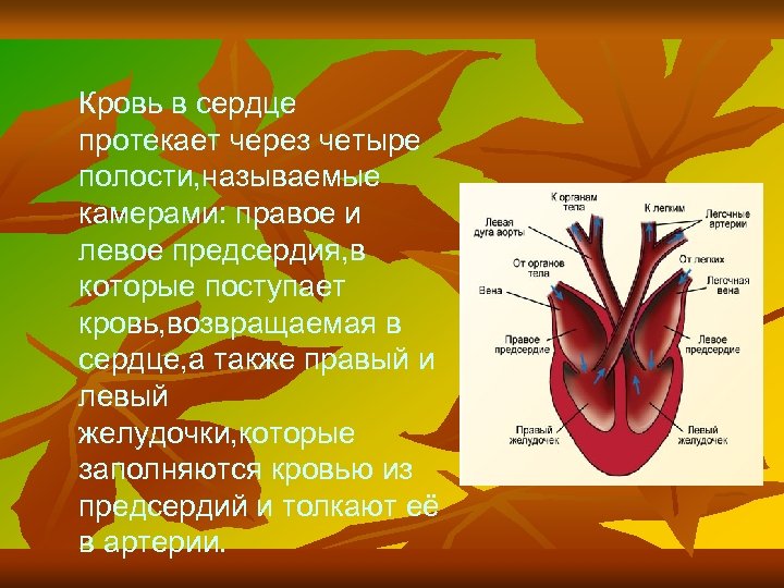 Кровь в сердце протекает через четыре полости, называемые камерами: правое и левое предсердия, в