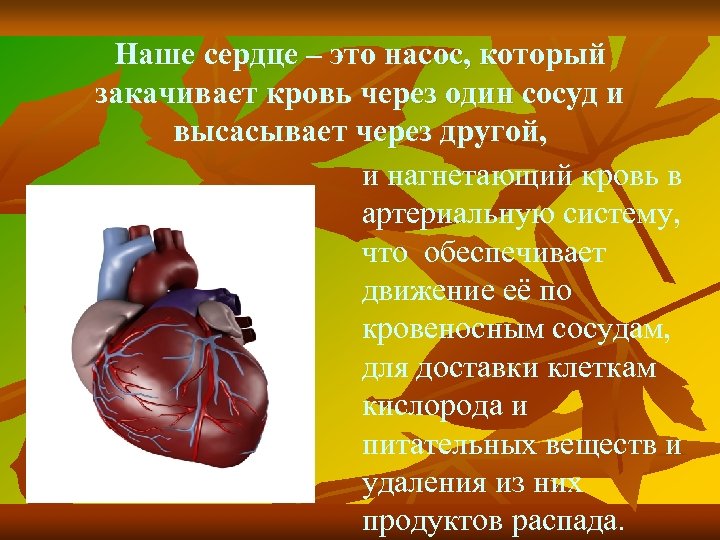 Наше сердце – это насос, который закачивает кровь через один сосуд и высасывает через