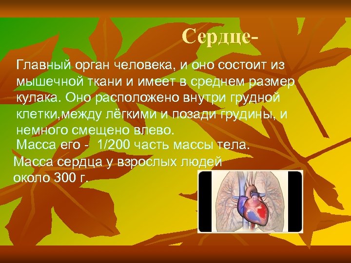 Сердце. Главный орган человека, и оно состоит из мышечной ткани и имеет в среднем