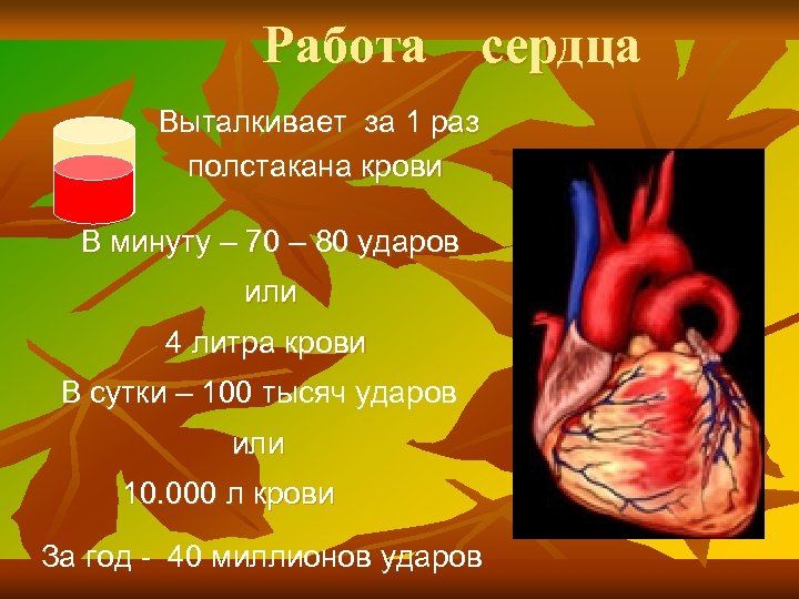 Работа сердца Выталкивает за 1 раз полстакана крови В минуту – 70 – 80