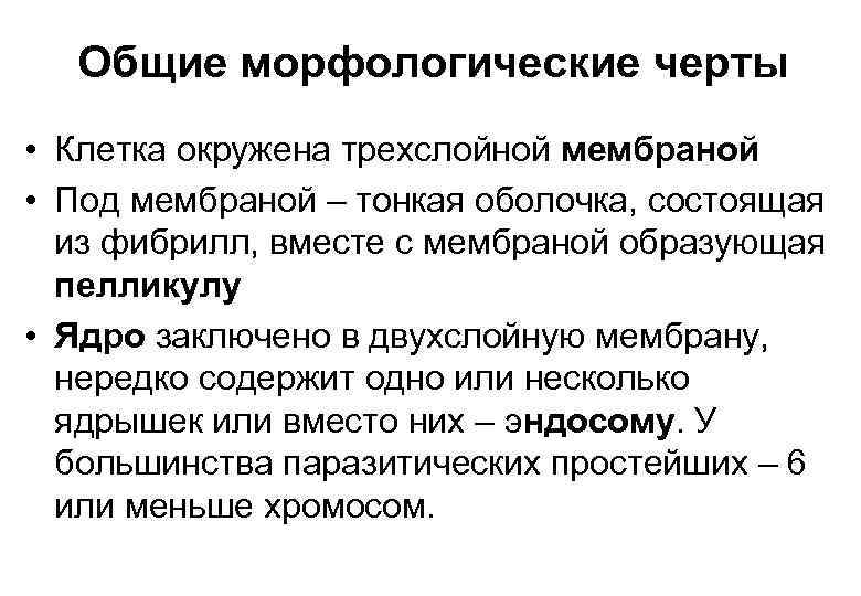 Общие морфологические черты • Клетка окружена трехслойной мембраной • Под мембраной – тонкая оболочка,