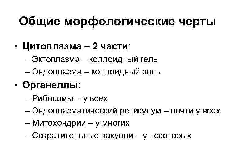 Общие морфологические черты • Цитоплазма – 2 части: – Эктоплазма – коллоидный гель –