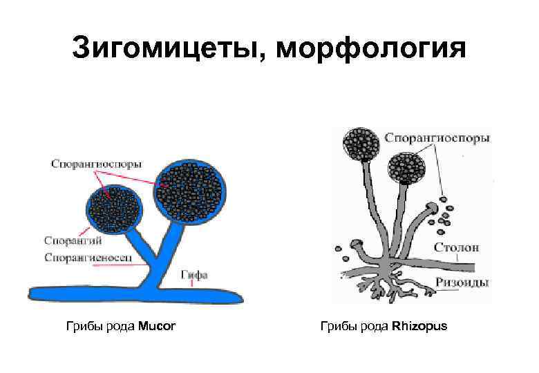 Морфология грибов рисунки