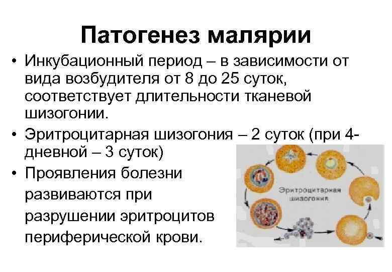 Патогенез малярии • Инкубационный период – в зависимости от вида возбудителя от 8 до