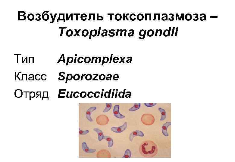 Возбудитель токсоплазмоза – Toxoplasma gondii Тип Apicomplexa Класс Sporozoae Отряд Eucoccidiida 