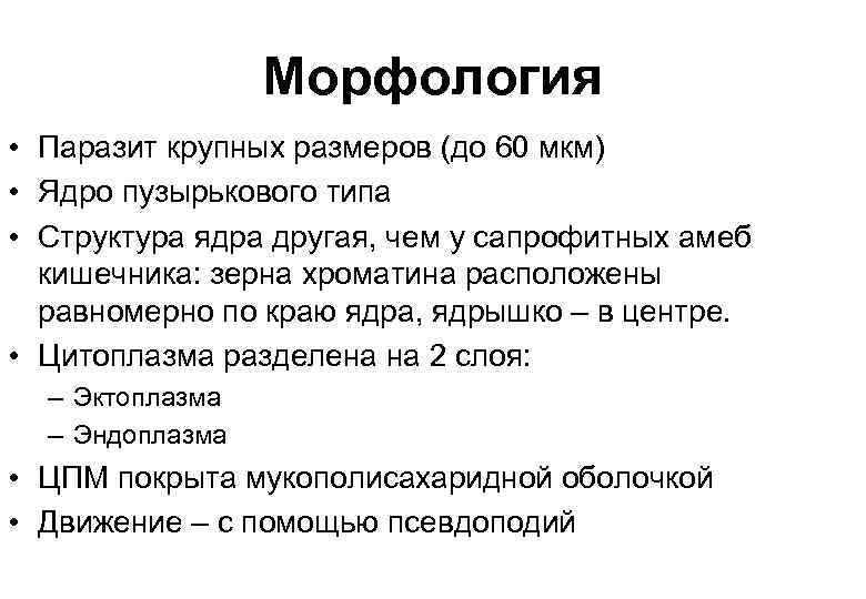 Морфология • Паразит крупных размеров (до 60 мкм) • Ядро пузырькового типа • Структура