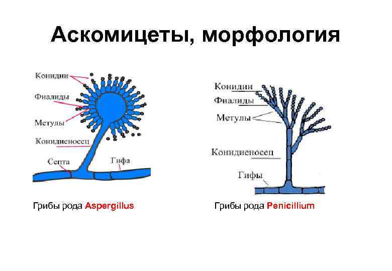 Аскомицеты, морфология Грибы рода Aspergillus Грибы рода Penicillium 