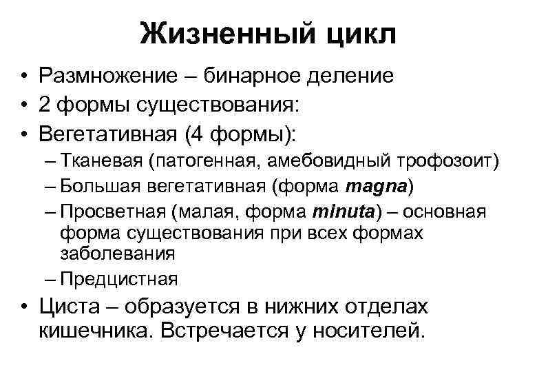 Жизненный цикл • Размножение – бинарное деление • 2 формы существования: • Вегетативная (4