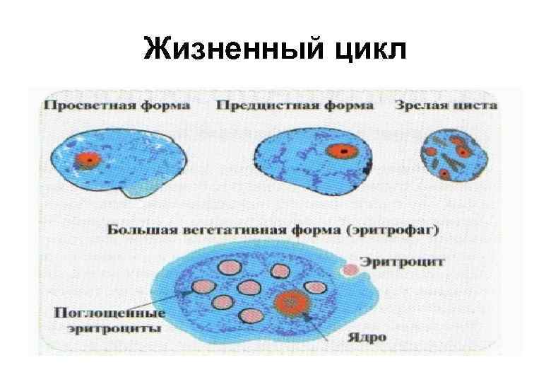 Жизненный цикл 