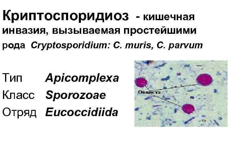 Криптоспоридиоз - кишечная инвазия, вызываемая простейшими рода Cryptosporidium: C. muris, C. parvum Тип Apicomplexa