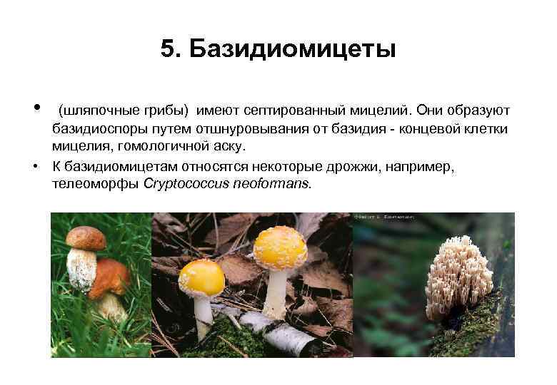 Низшие грибы имеют мицелий