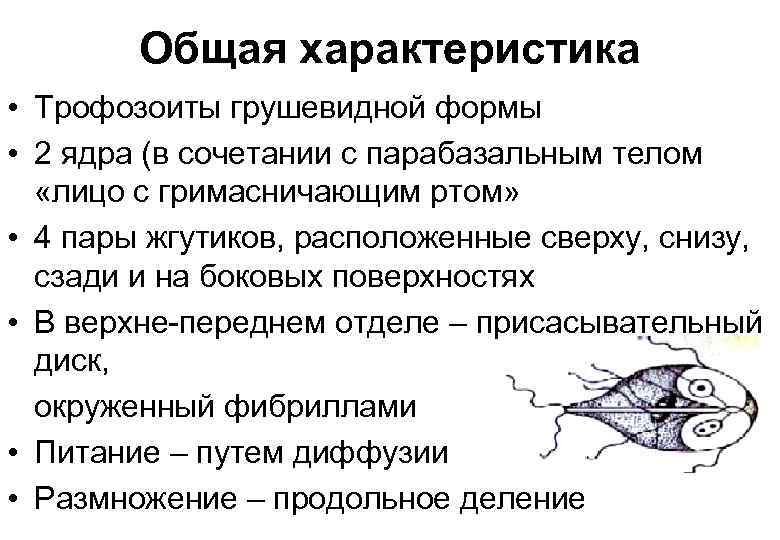 Общая характеристика • Трофозоиты грушевидной формы • 2 ядра (в сочетании с парабазальным телом
