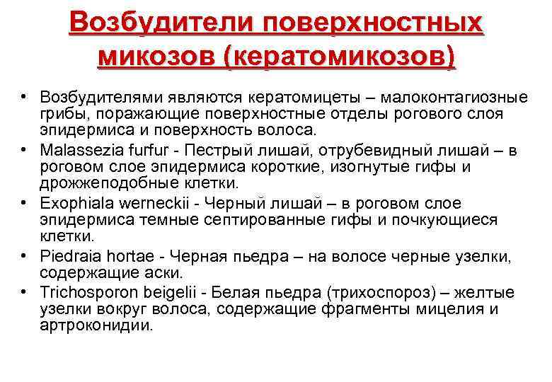 Возбудители поверхностных микозов (кератомикозов) • Возбудителями являются кератомицеты – малоконтагиозные грибы, поражающие поверхностные отделы