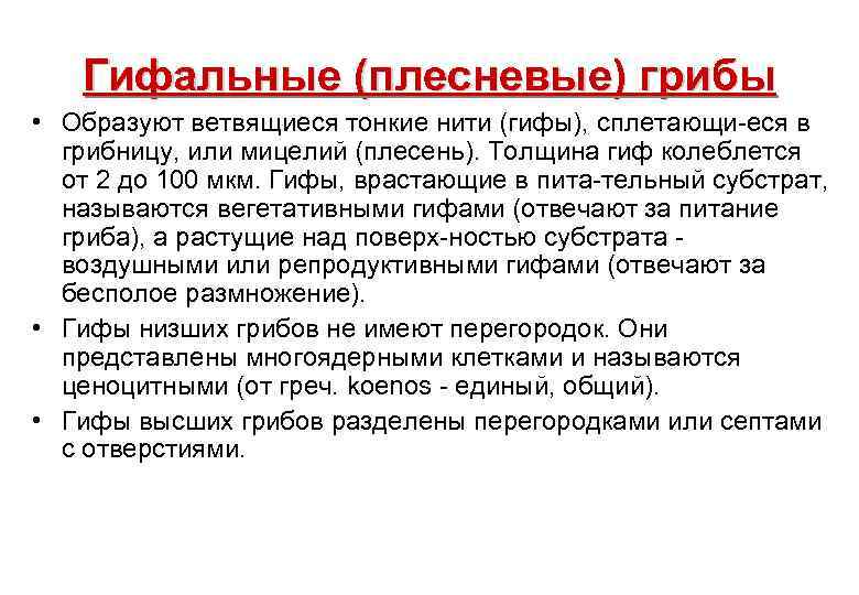 Гифальные (плесневые) грибы • Образуют ветвящиеся тонкие нити (гифы), сплетающи-еся в грибницу, или мицелий